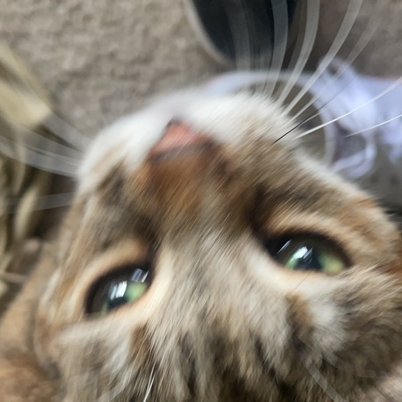 KAT - Picture 3 of 3